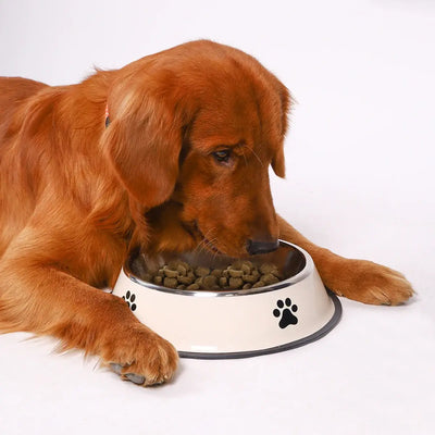 Premium stainless steel feeding bowl designed for pets' comfort and cleanliness.